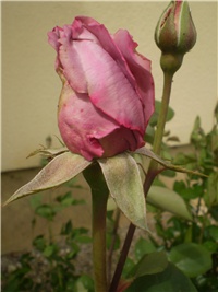 7bfef993-Picture 7441.jpg